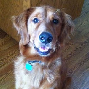 Meet your Posher, Tessah